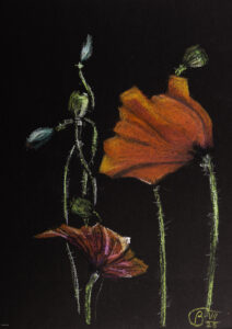 Klatschmohn , Zeichnung Ölpastell,