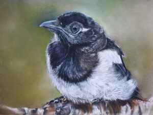 Pastelzeichnung eines Elsterkükens, 40x30 cm