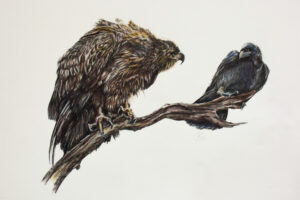 Buntstiftzeichnung eines Seeadlers und eines Raben auf einem Ast