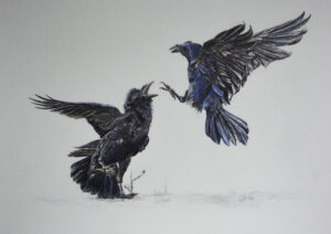 Bunstiftzeichnung zweir sich im Streit befindlichen Raben